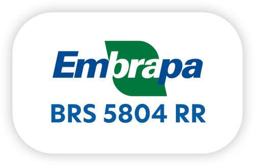 Embrapa BRS 5804 RR
